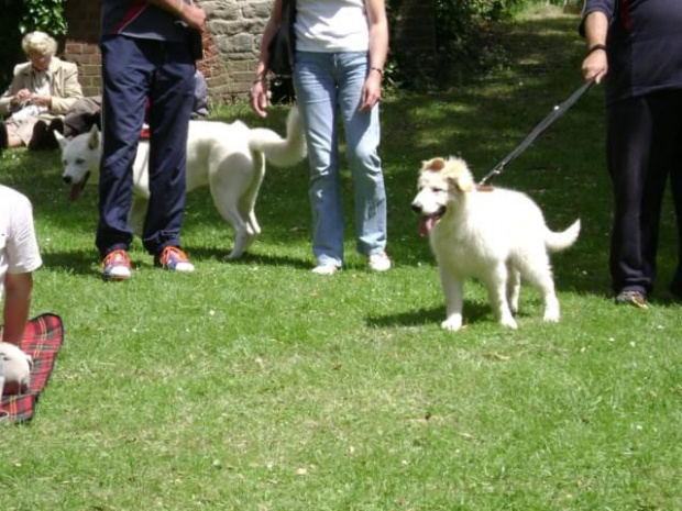 Dog show - Swindon - czerwiec 2008