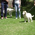 Dog show - Swindon - czerwiec 2008