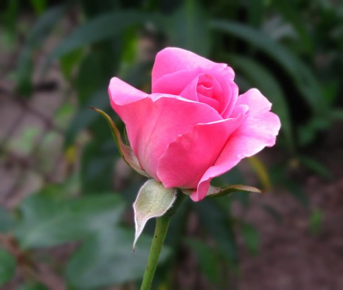 róża z mojego ogrodu