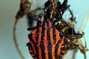 macro, owady, robaczki makro #macro #owady #RobaczkiMakro