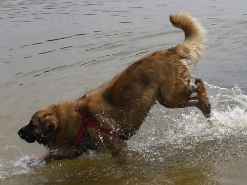 #leonberger #AptekaNatury