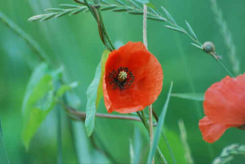 Papaver