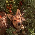 Pies ogrodnika:) #psy