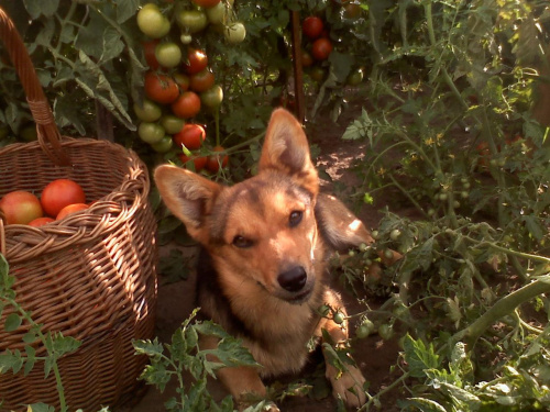 Pies ogrodnika:) #psy
