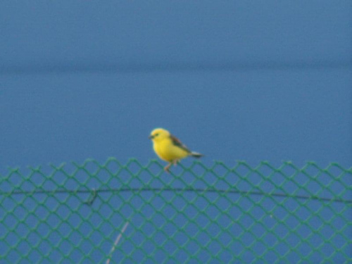 Kto wie co to za ptaszek. Niby pliszka żółta ale chyba nie. Bardzo mały, mniejszy od wróbla i płochliwy. Pierwsz raz go widziałem w moich stronach. #Przyroda #ptaki #Wałbrzych