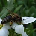 #pszczółka #pszczoły #owady