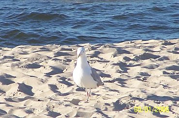 #morze #plaża #słońce #piasek