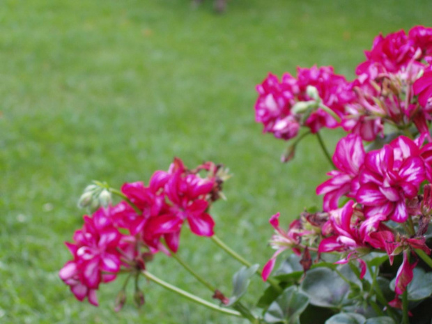 Pelargonia