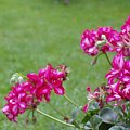 Pelargonia