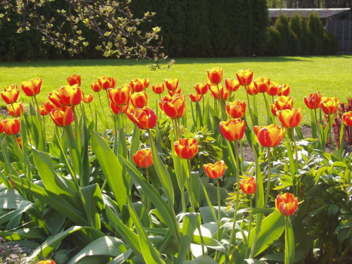 Kolonia tulipanów ;)