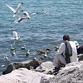 jezioro Ontario - wiosna 2007 #JezioroOntario #jeziora #ptaki #mewy #widoki