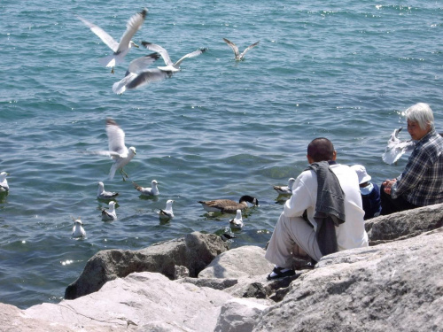 jezioro Ontario - wiosna 2007 #JezioroOntario #jeziora #ptaki #mewy #widoki