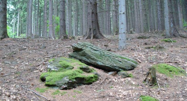 czeski las #kamień #las