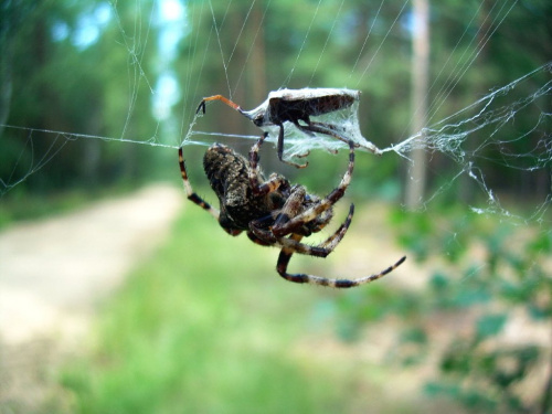 miałam okazję podpatrywać jak pająk traktuje swoich gości :)) #pająk #pajęczyna #ofiara
