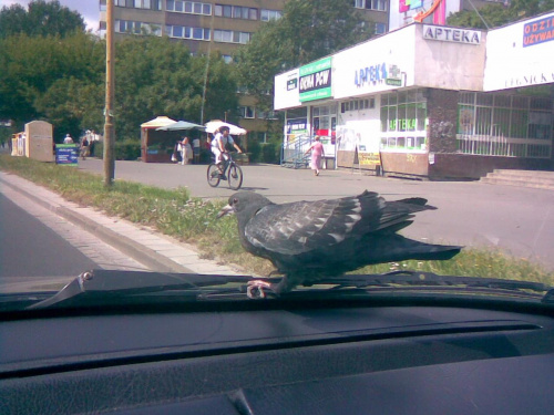 gołębi autostopowicz