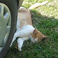 #kot #natura #samochód #koło #trawa #leń #lenistwo