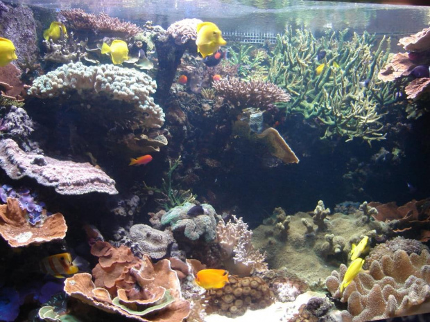 Podwodny Świat... #akwarium #rybka #zwierzątka