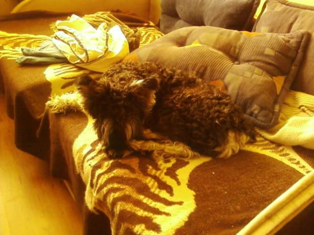 maksio #fgg