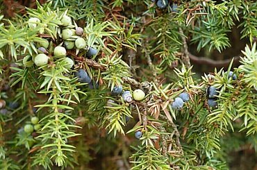 Jałowiec #jałowiec #rośliny