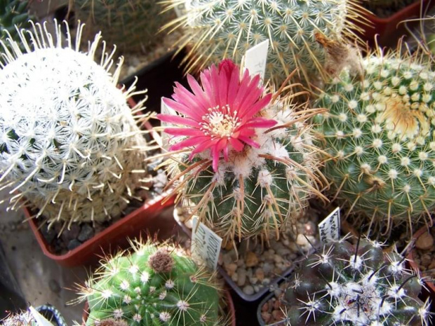 Parodia schwebsiana