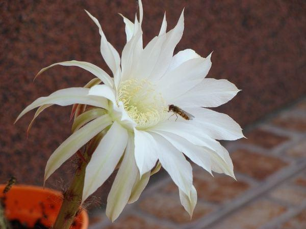 Echinopsis subdenudata