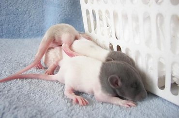 #SzczurRasowy #szczurek #emerald #moon #rodowód #rasa #miot #maluchy