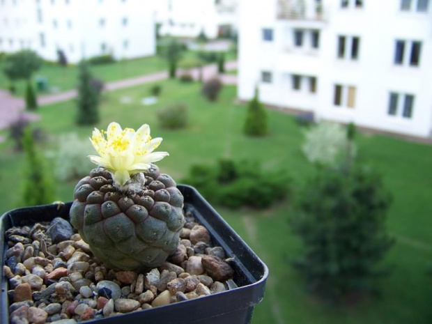 Copiapoa barquitensis