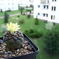 Copiapoa barquitensis