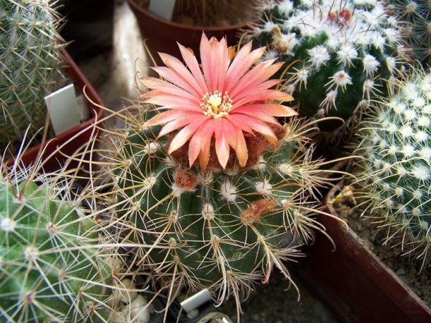 Parodia marianana