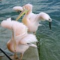 Cypr,Pafos, ptaki pelikany #morze #pelikany #ptaki