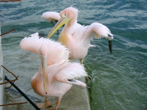 Cypr,Pafos, ptaki pelikany #morze #pelikany #ptaki