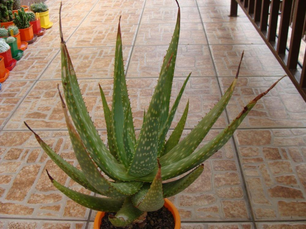 Aloe gariepensis