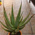 Aloe gariepensis