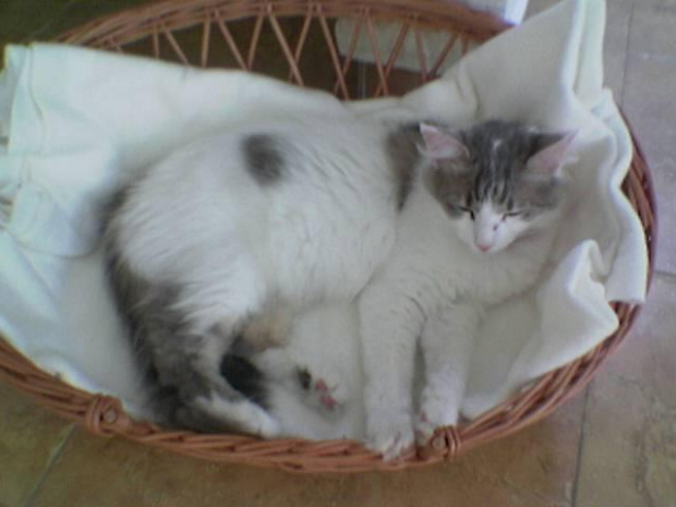 Turkish Angora