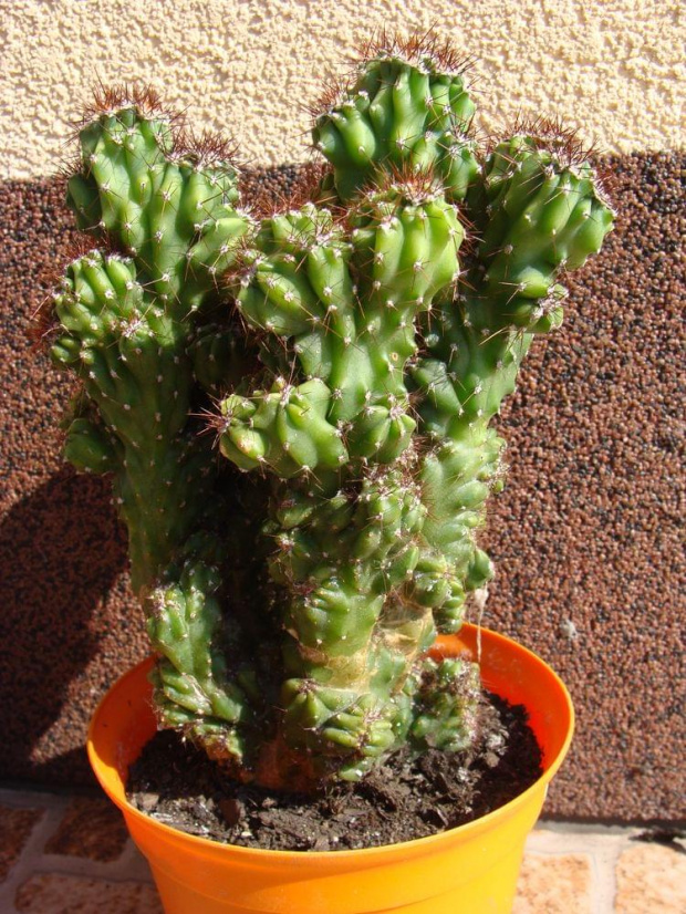 Cereus jamacaru f. monstruosa