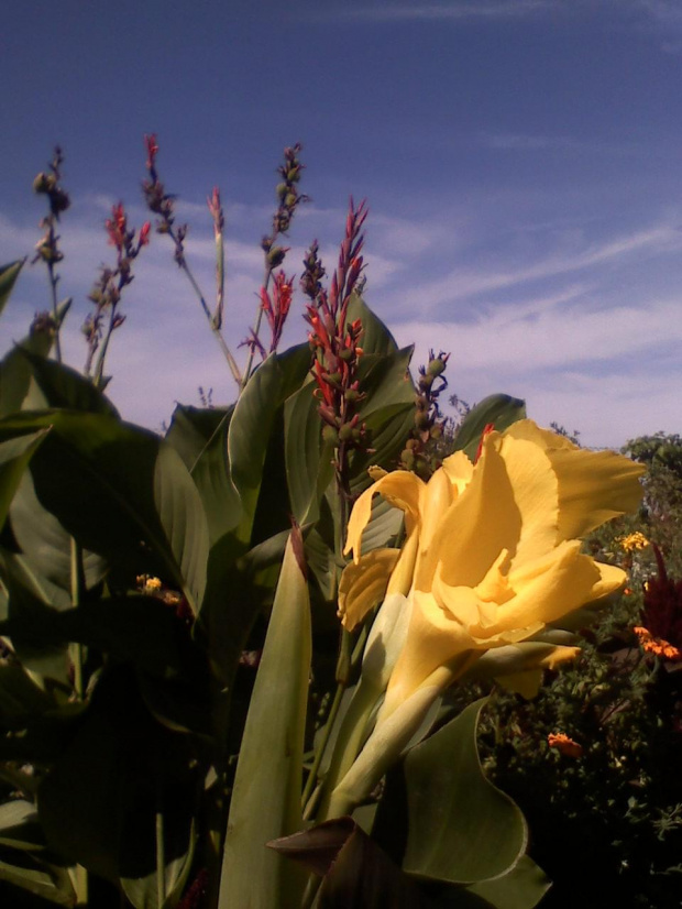 Kana w moim ogrodzie #kwiaty #ogrody