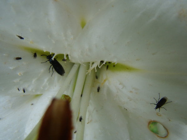 Lilium 'Siberia'