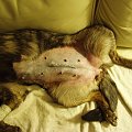 Sapka po operacji #pies #sterylizacja #cierpienie #ból