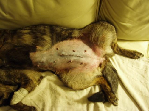 Sapka po operacji #pies #sterylizacja #cierpienie #ból