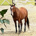 #konie #koń #natura #przyroda #zwierzęta