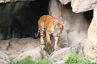 Tygrysek #Koty #tygrys