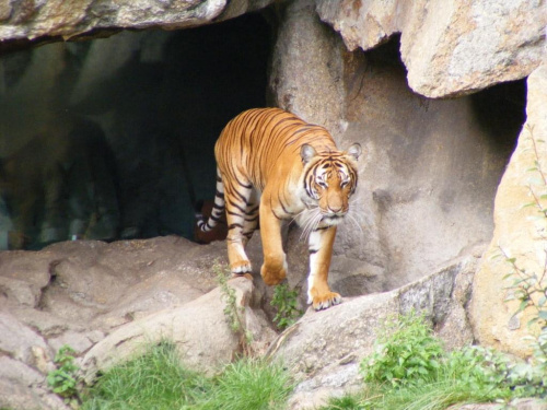 Tygrysek #Koty #tygrys