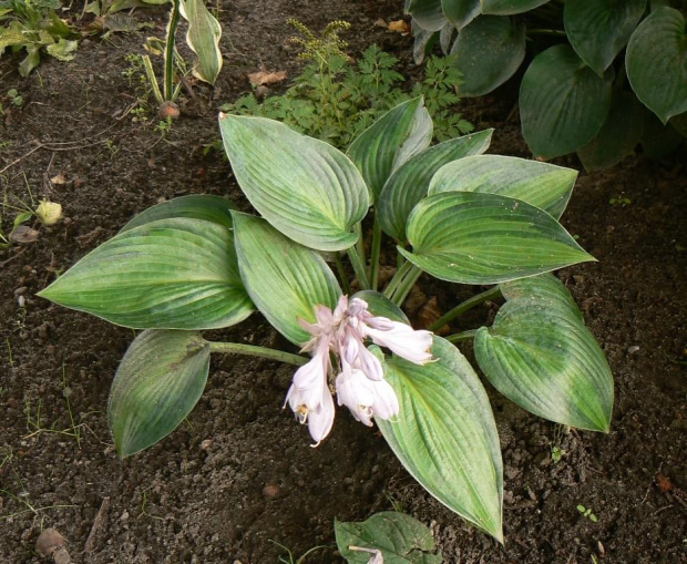 Hosta,funkia