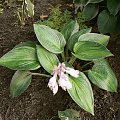 Hosta,funkia