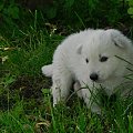 Hodowla Białego owczarka szwajcarskiego #BiałyOwczarekSzwajcarski #szczenięta #szczeniaczki #psy #pies #hodowla