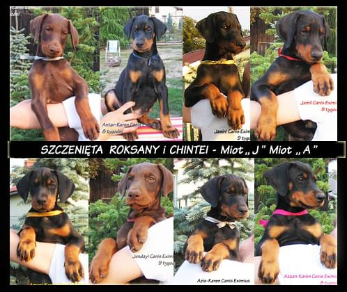 Dobermany Canis Eximius