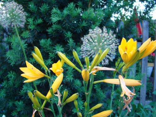 Liliowiec, czosnek,cis. #ogród #rośliny #kwiaty #hobby