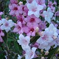 Krzewuszka cudowna-
Weigella Florida variegata. #ogród #rośliny #kwiaty #hobby