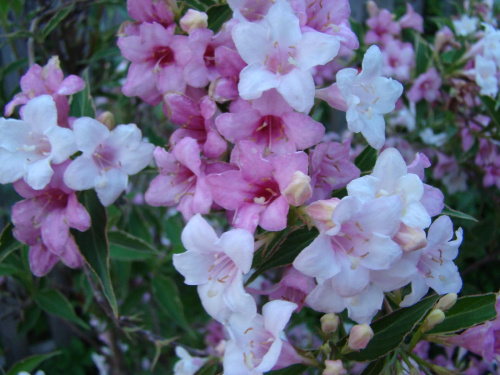Krzewuszka cudowna-
Weigella Florida variegata. #ogród #rośliny #kwiaty #hobby