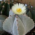 Astrophytum myriostigma